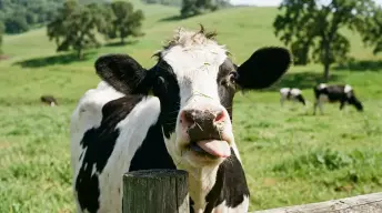 Bovine Puns