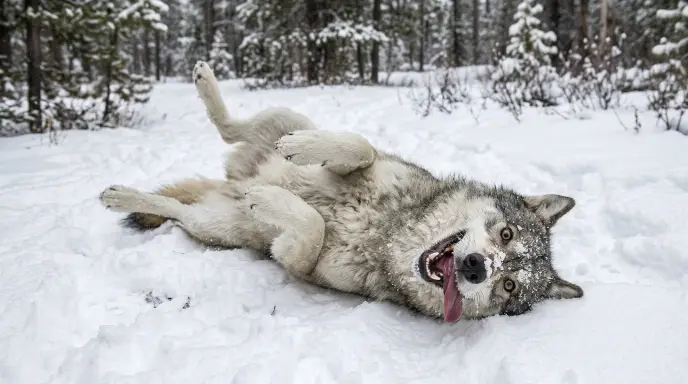 Wolf Puns