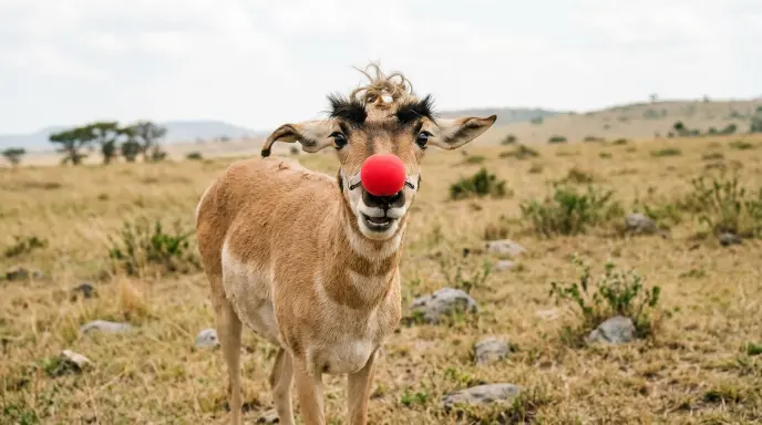Antelope Puns